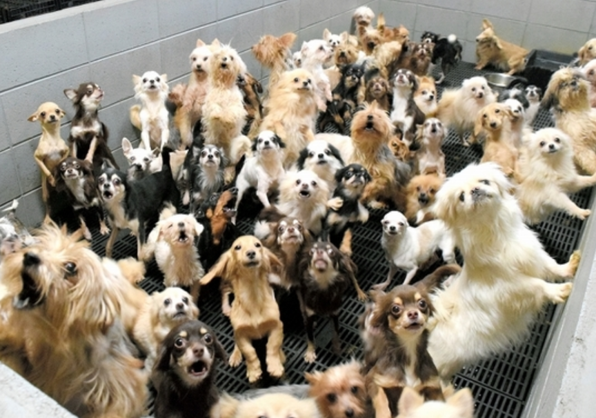 悪質ブリーダー リスト 大分の情報と注意点